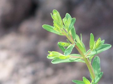 Hypericum perforatum e H. perfoliatum